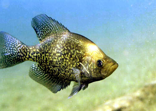 Image of Black Crappie