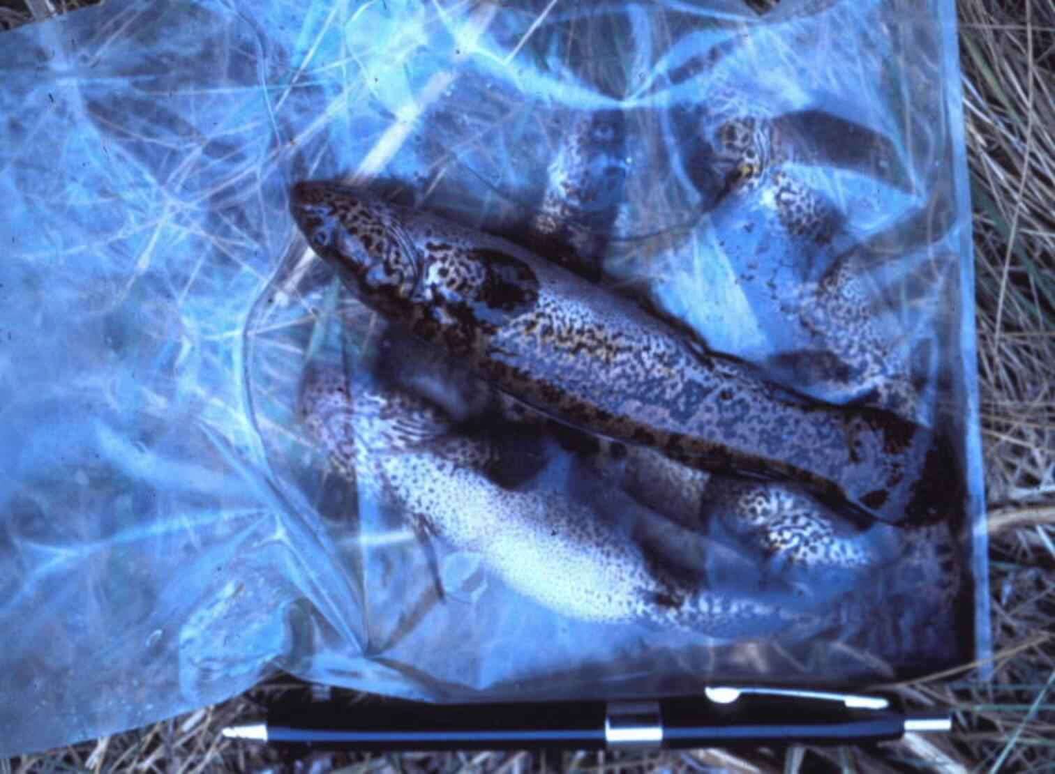 Image of blackfish