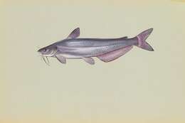 Image of Blue catfish