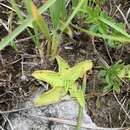 Image of Pinguicula balcanica Casper