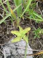 Image of Pinguicula balcanica Casper