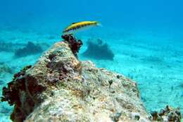 Image of Bluehead Wrasse