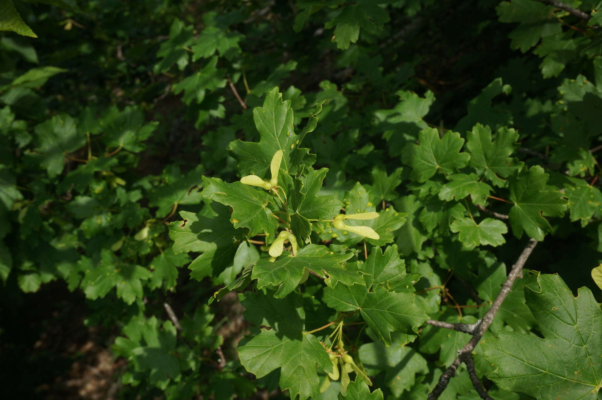 Acer hyrcanum subsp. stevenii (Pojark.) E. Murray的圖片