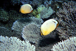 Image of Lineated Butterflyfish