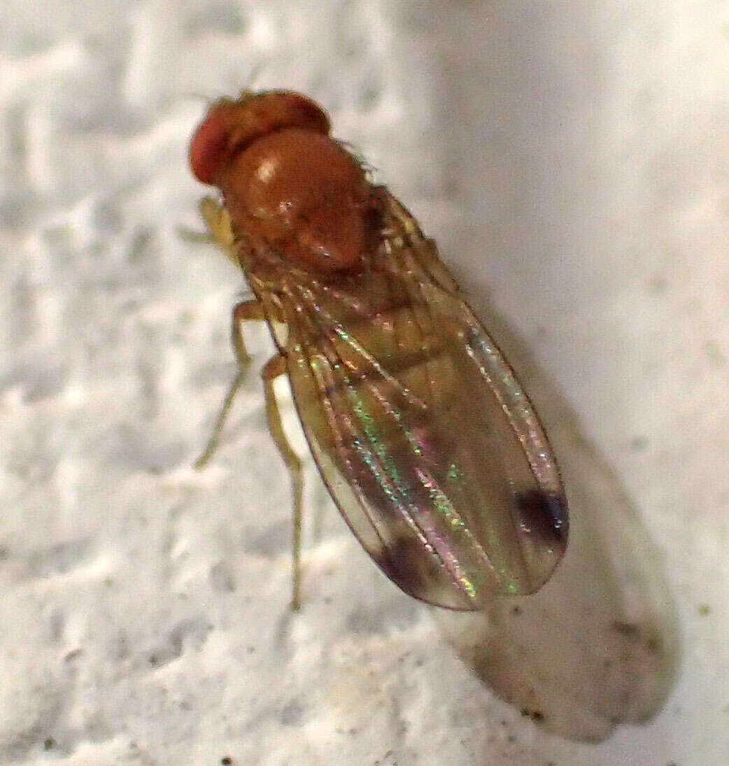 Image of Cherry drosophila