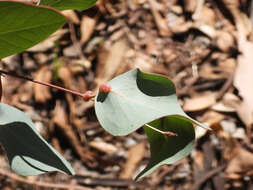 Image of Gall wasp