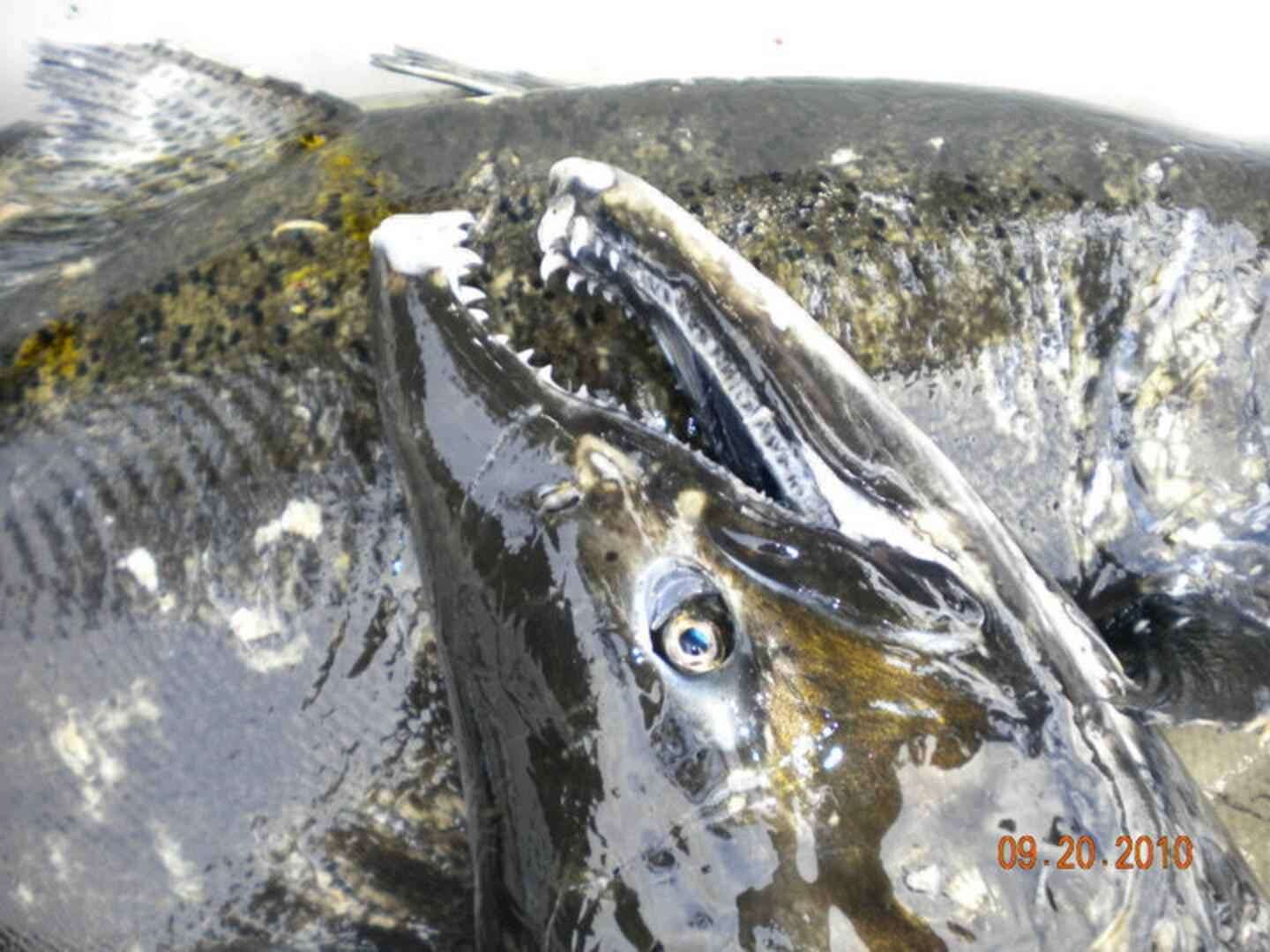 Image of Chinook Salmon