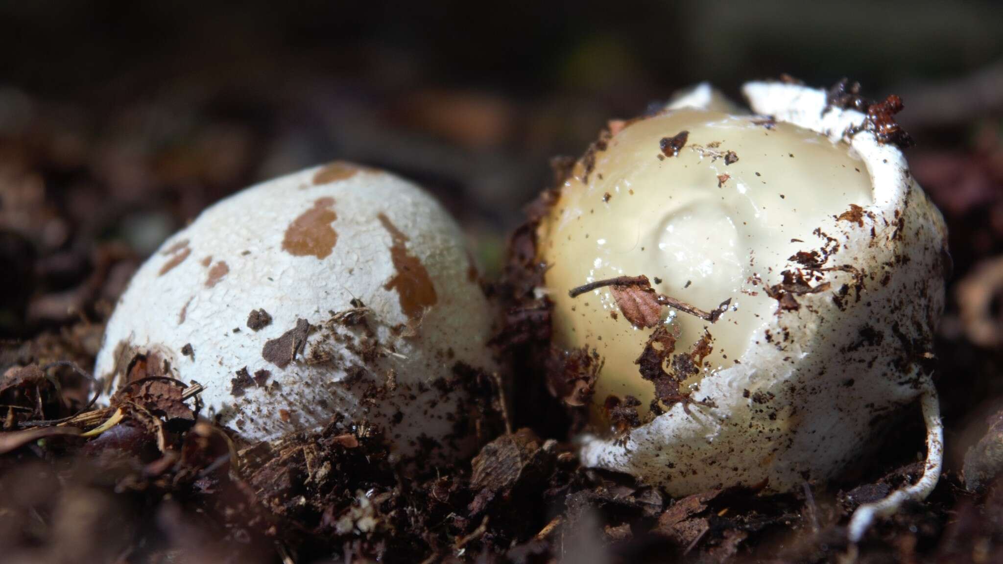 Image of Stinkhorn