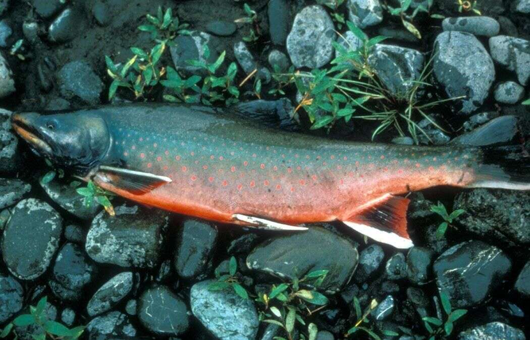 Image of Dolly Varden