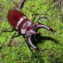 Image of Lucanus formosanus Planet 1899