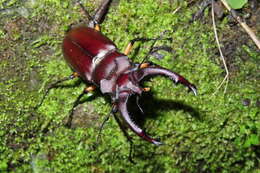 Image of Lucanus formosanus Planet 1899