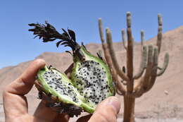 Image of Browningia candelaris (Meyen) Britton & Rose