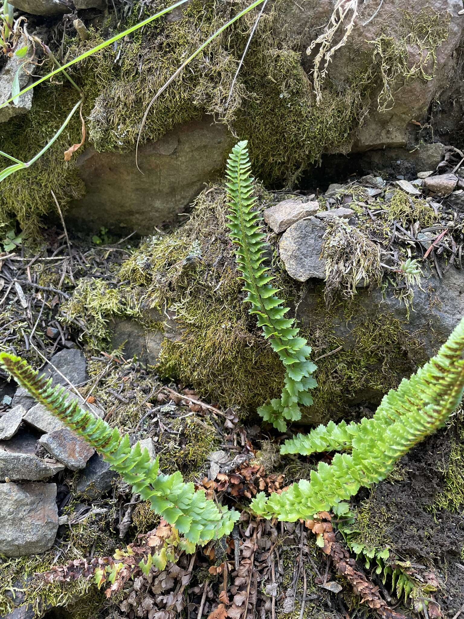 Image de Polystichum kruckebergii W. H. Wagner