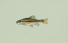 Image of Fathead Minnow