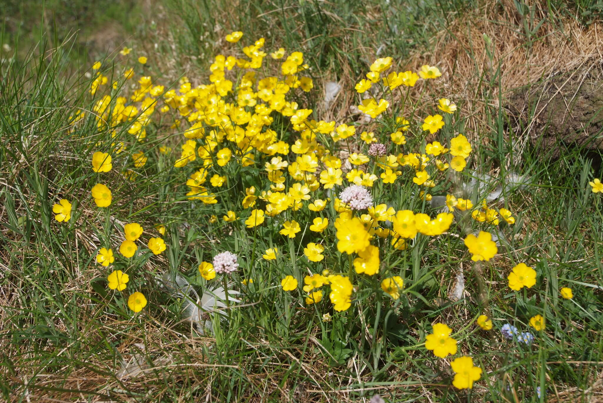 Image of Turner's buttercup