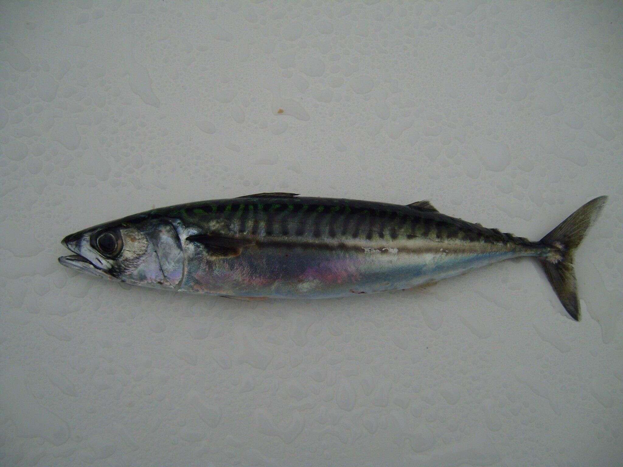 Image of Atlantic Mackerel