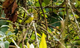 Image of Rufous-crowned Tody-Flycatcher