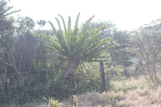 Image of Bushman's River Cycad