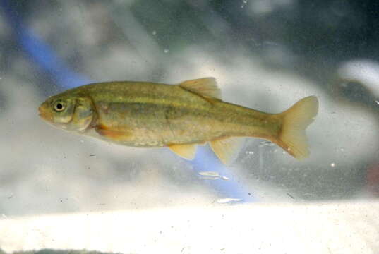 Image of Arroyo Chub