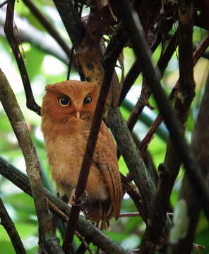 Image of Serendib Scops Owl