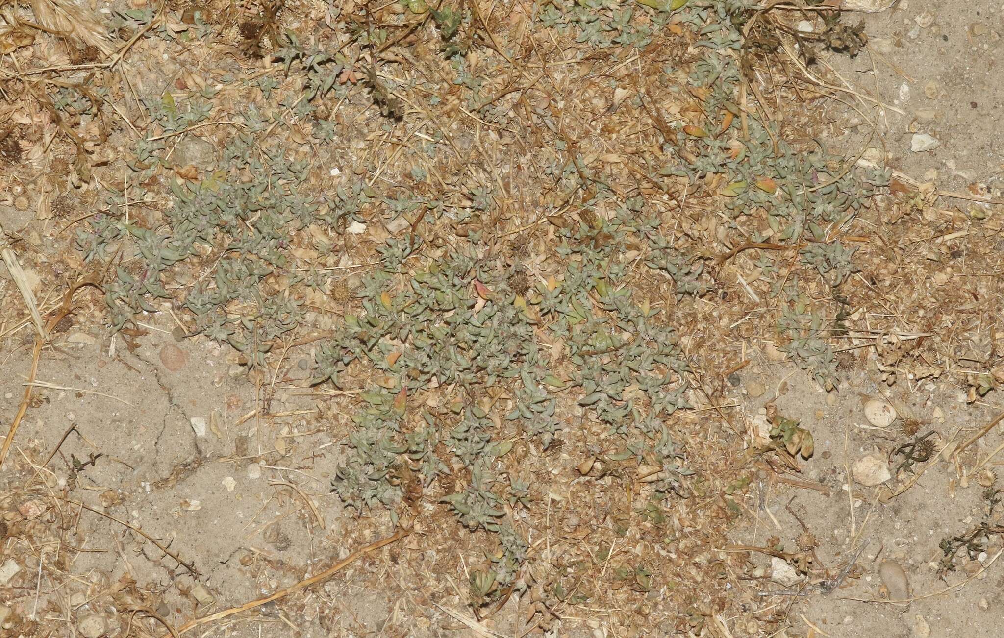 Image of Coulter's Saltbush