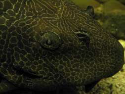 Image of Amazon sailfin catfish