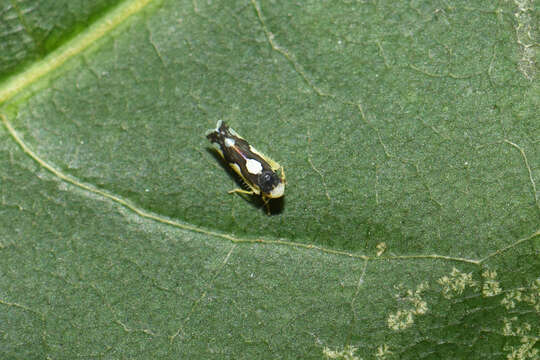 Image of Eupteryx (Eupteryx) vittata (Linnaeus 1758)