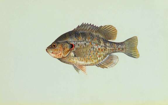 Image of Redear Sunfish