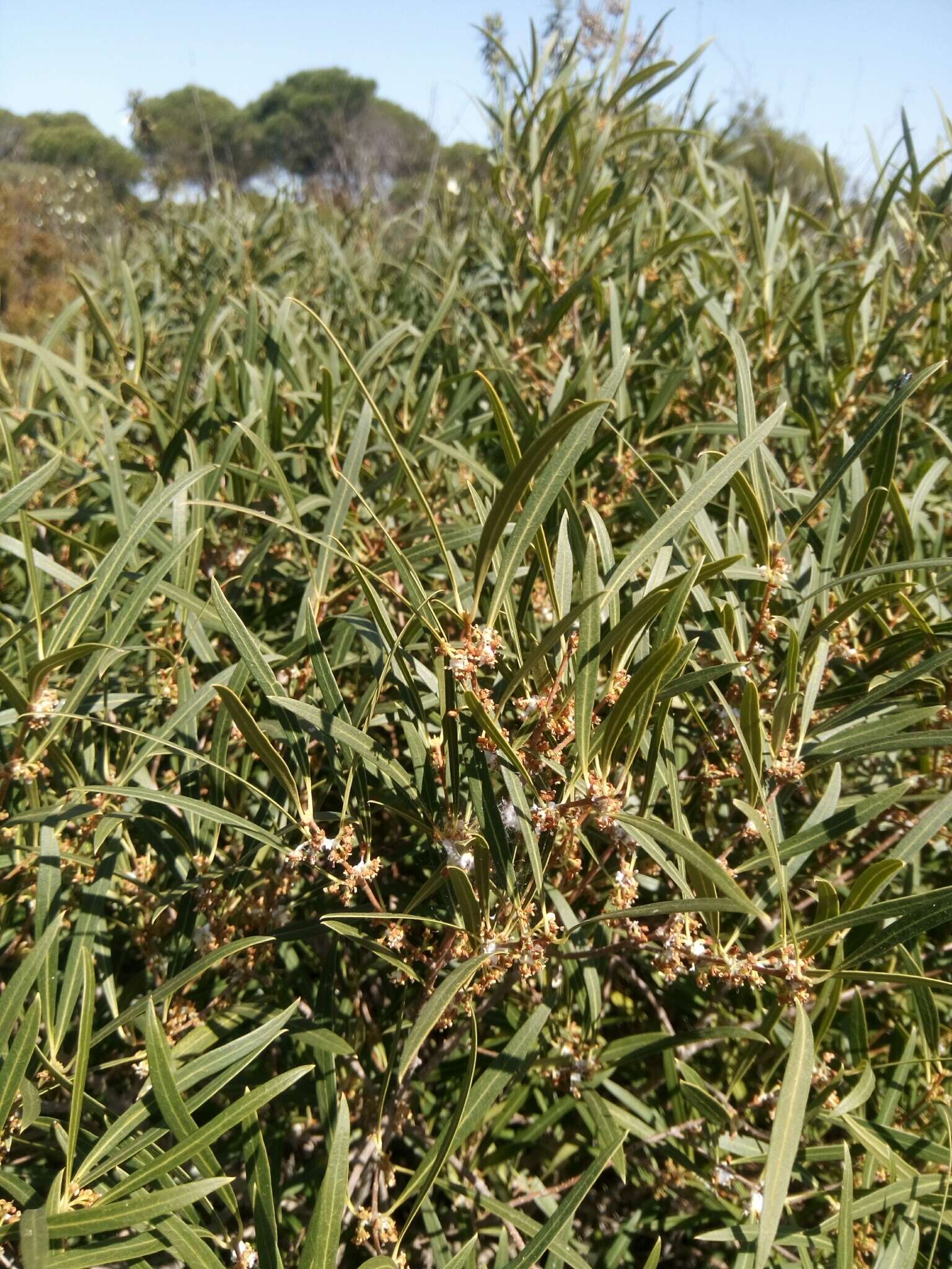 Image of false olive