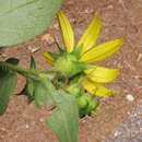 صورة Silphium asteriscus subsp. asteriscus