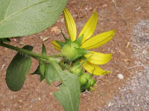 صورة Silphium asteriscus subsp. asteriscus