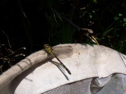 Image of Eastern Least Clubtail