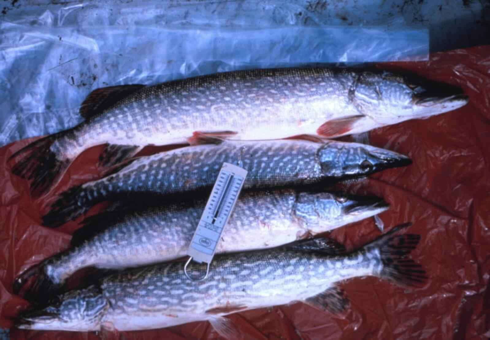 Image of Northern pike