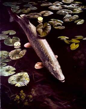 Image of Northern pike