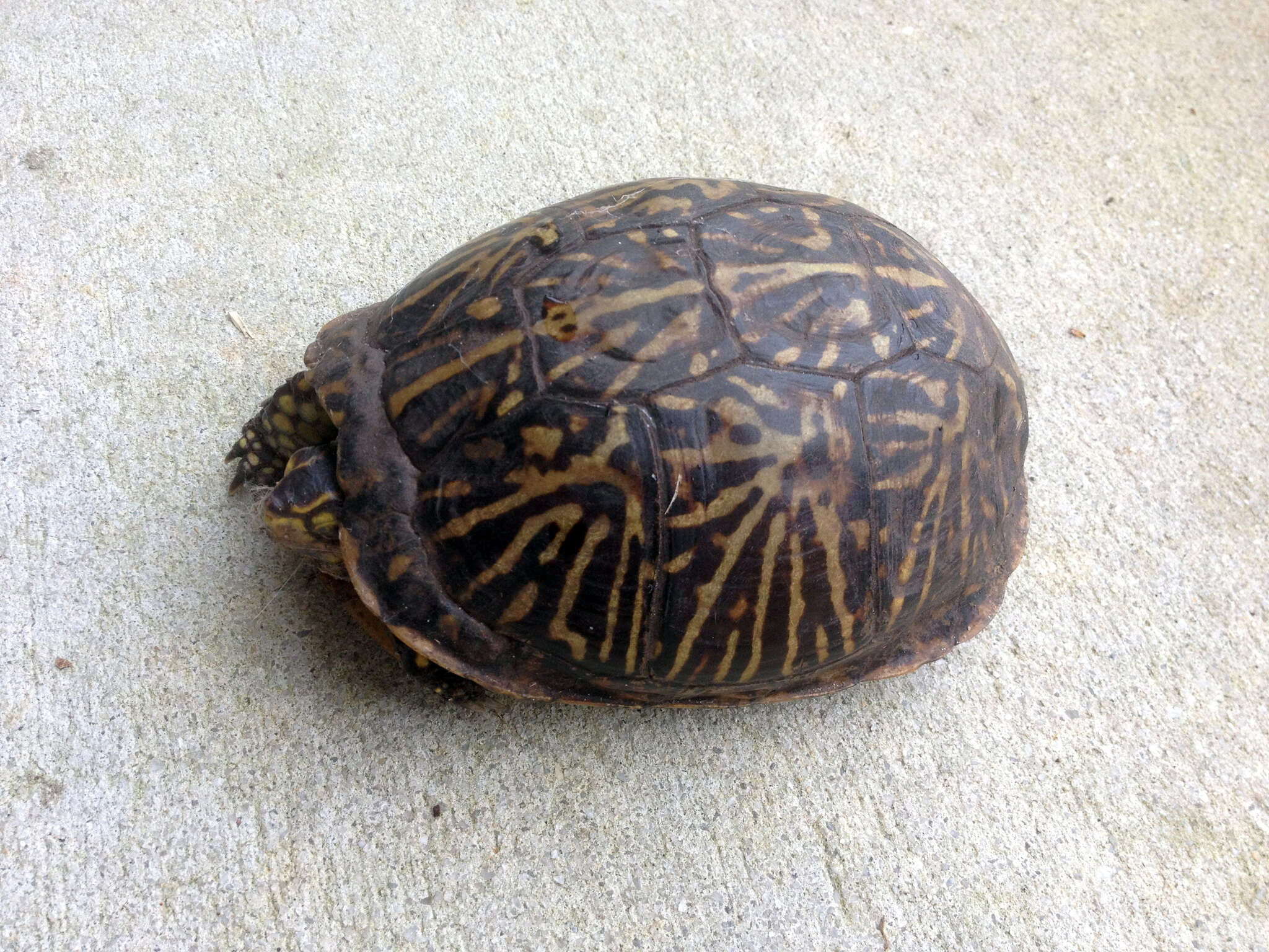 Image of Florida box turtle