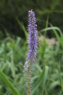 Image de Veronicastrum sibiricum var. yezoense Hara