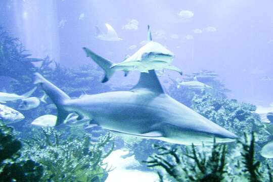 Image of Sandbar Shark