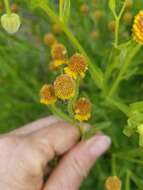 Plancia ëd Helenium microcephalum DC.