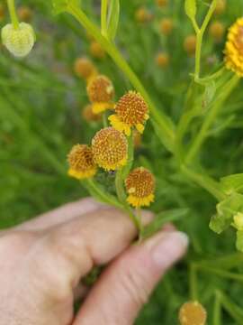 Image of smallhead sneezeweed