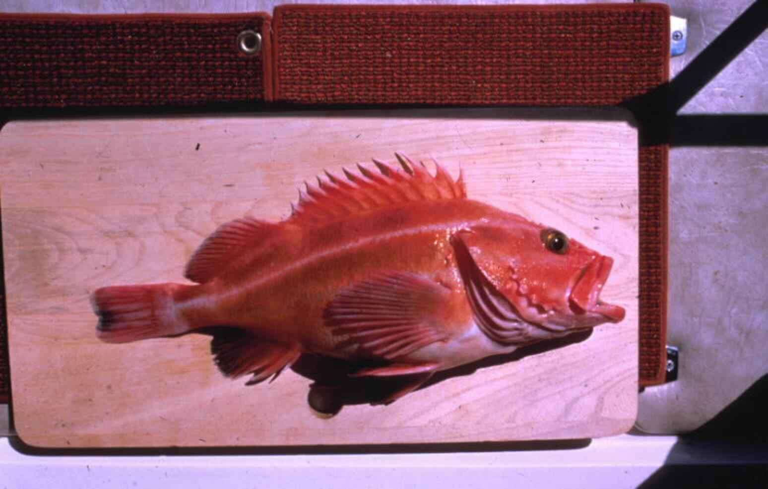 Image of Yelloweye rockfish