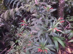 Imagem de Lobelia persicifolia Lam.