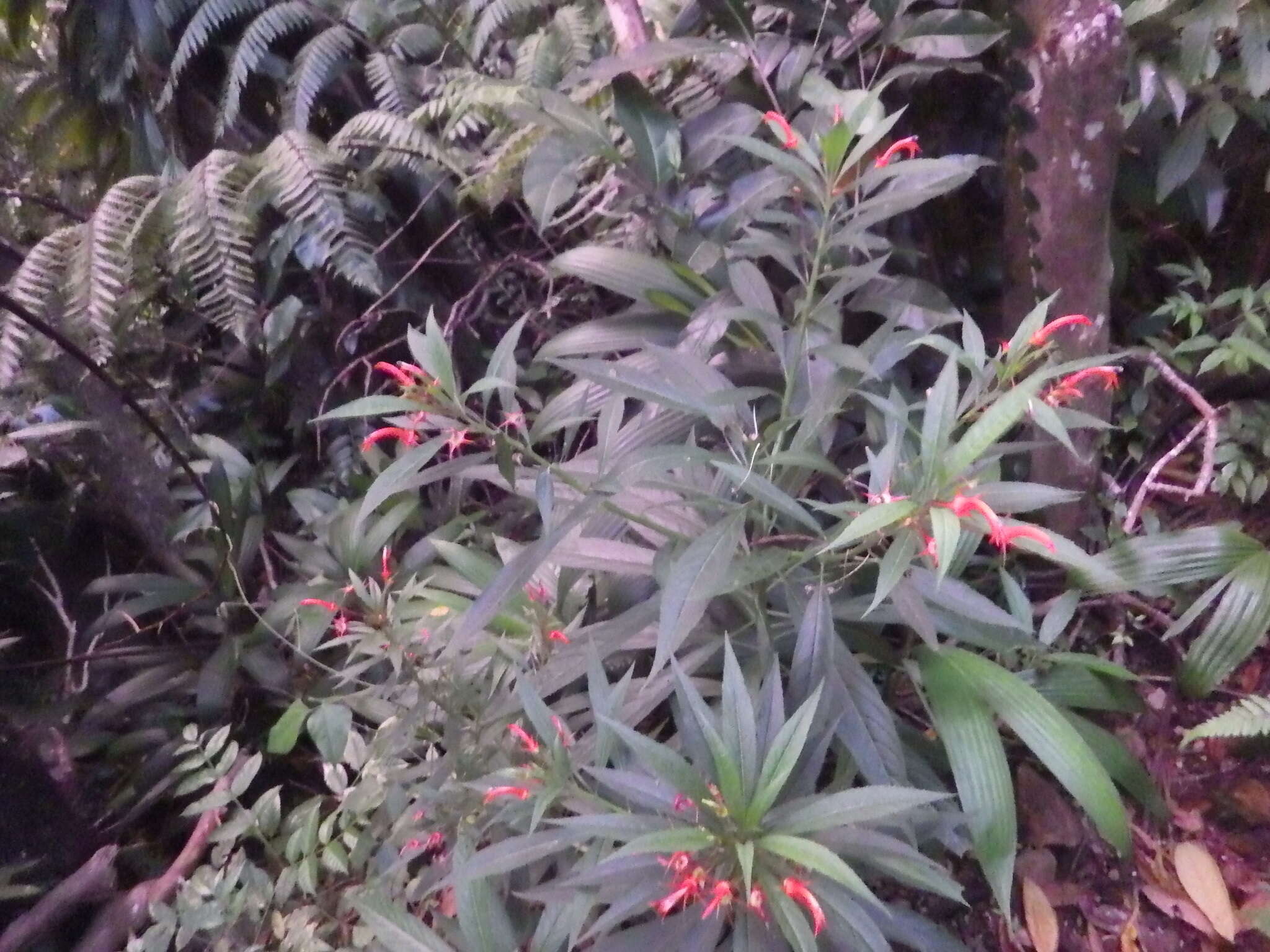 Imagem de Lobelia persicifolia Lam.