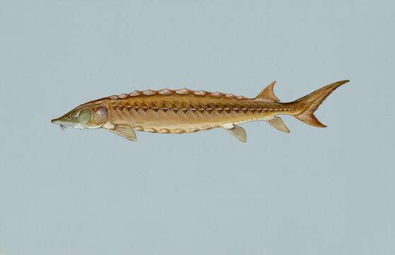 Image of Shortnose Sturgeon