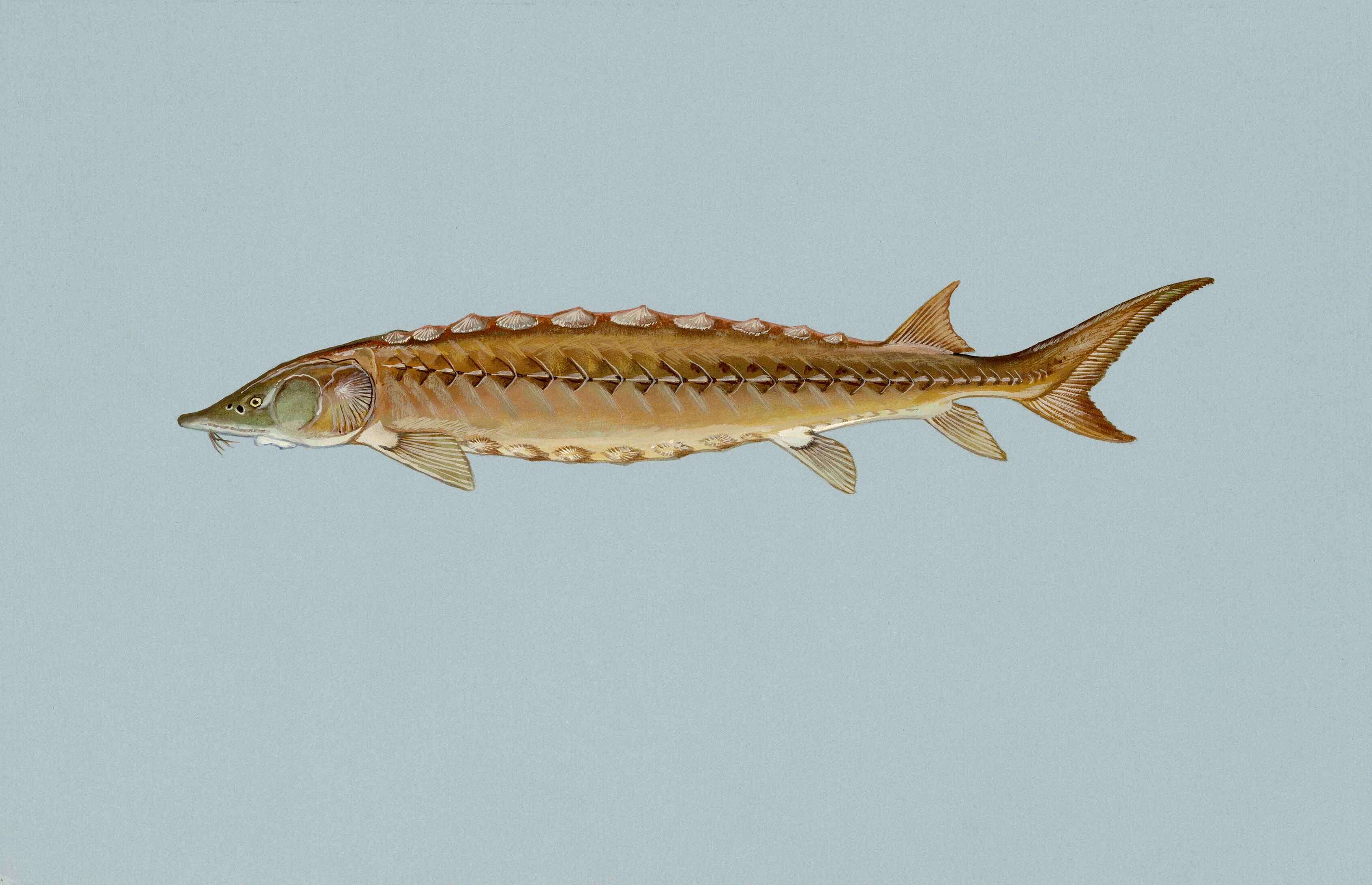 Image of Shortnose Sturgeon