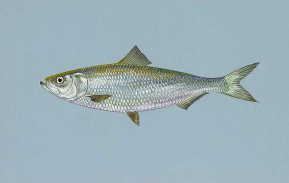 Image of Skipjack Herring