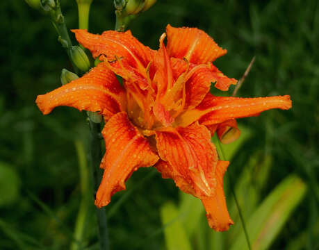 Image of Hemerocallis fulva var. fulva