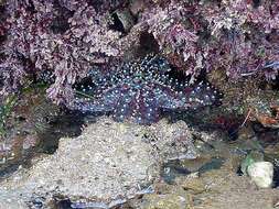 Imagem de Pisaster giganteus (Stimpson 1857)