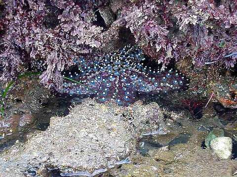 Image of Giant seastar