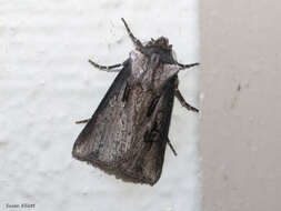 صورة Agrotis venerabilis Walker 1856