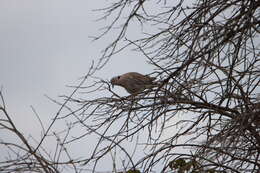 صورة Streptopelia decipiens ambigua (Barboza du Bocage 1881)